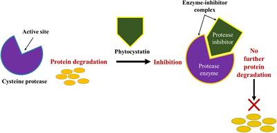 Pleiotropic effects of recombinant protease inhibitors in plants